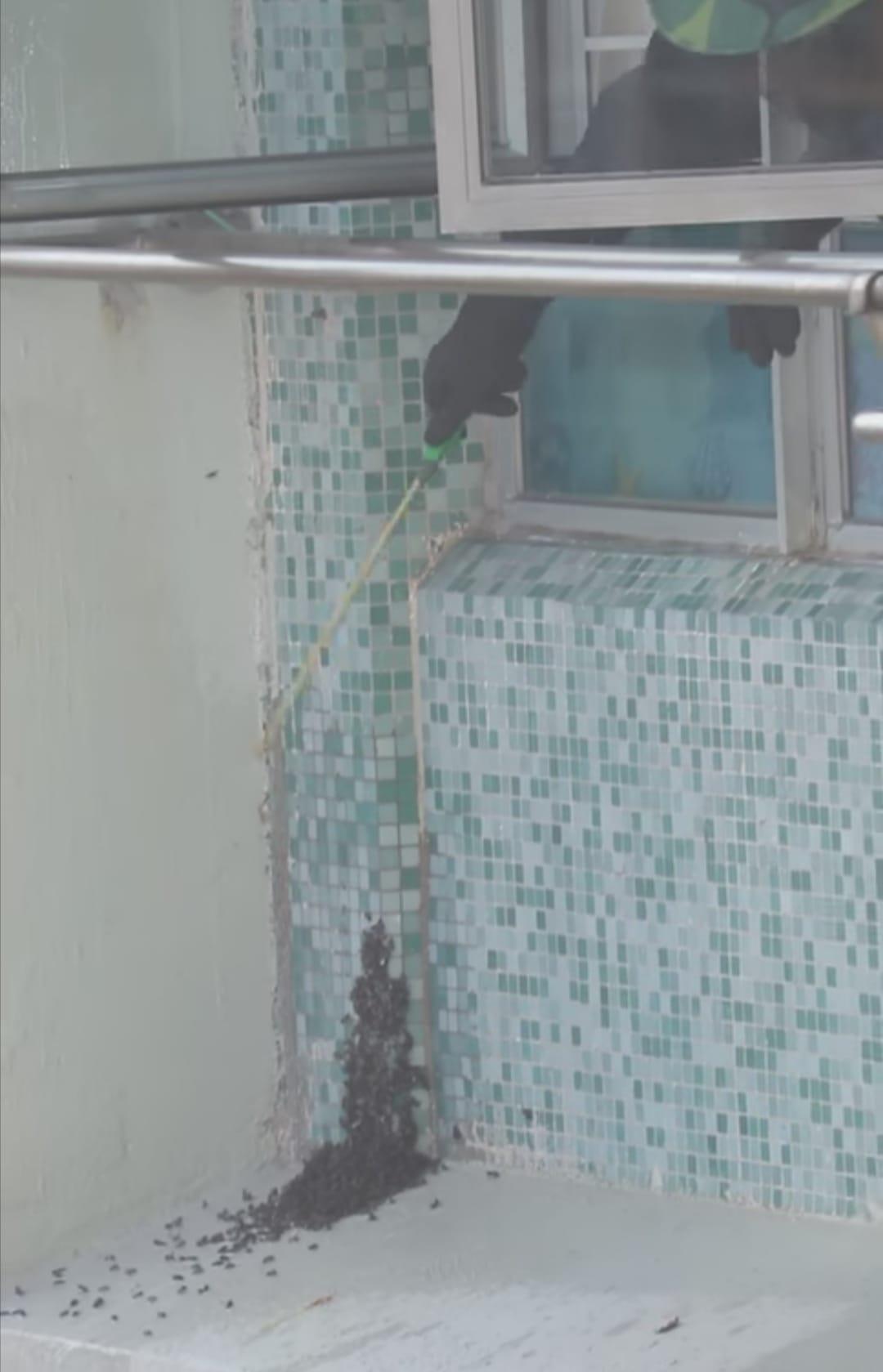 有網民貼出圖片,指今次群蜂飛舞事件,可能與上次尚德邨清理蜂巢時有關,當中小蜜蜂搬屋到一半,蜂巢就被滅,令到牠們不知道可以飛去邊,唯有亂飛。(fb將軍澳主場群組圖)