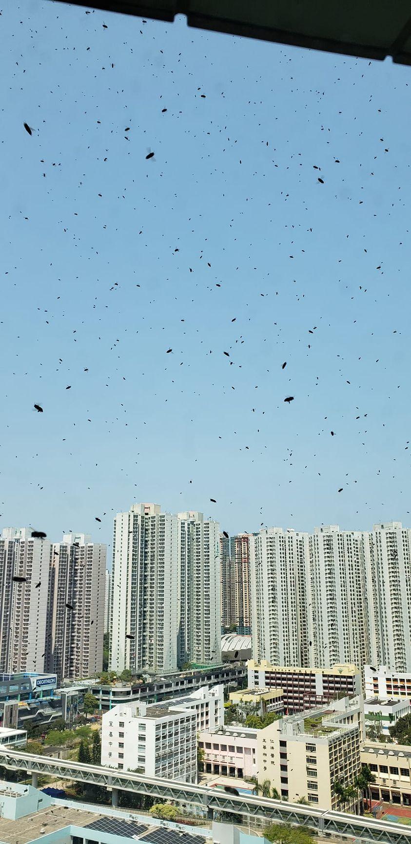 有將軍澳居民拍到窗外蜜蜂飛舞的奇景