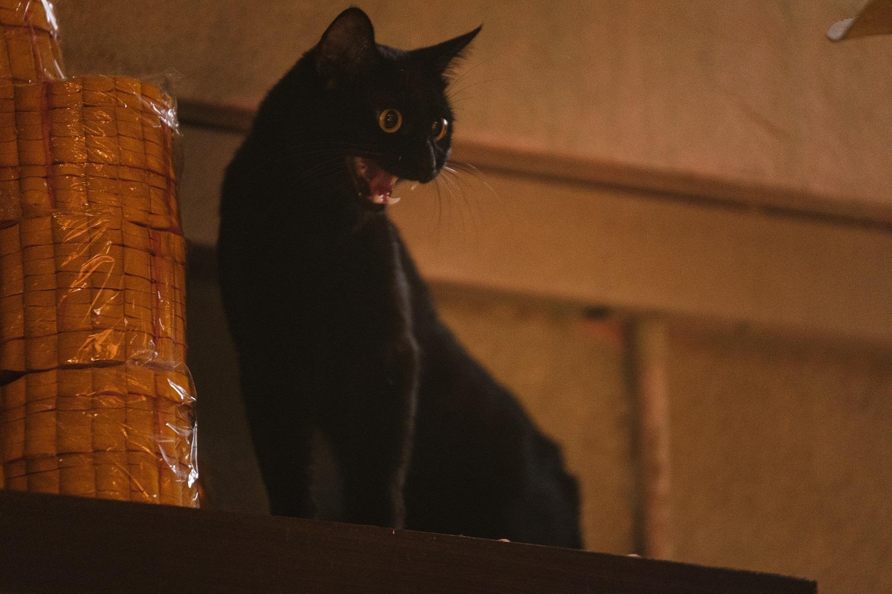 黑貓再度登場。