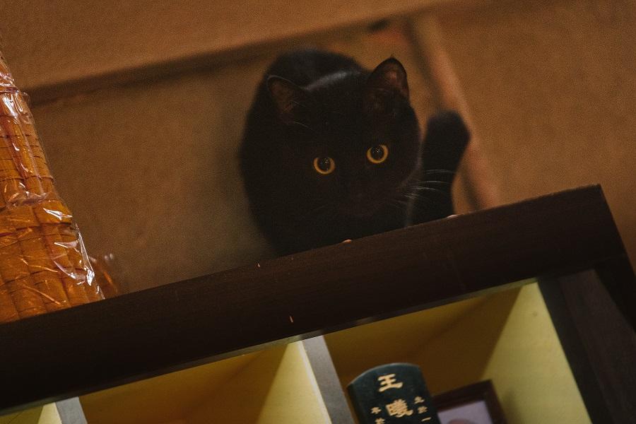 黑貓再度登場。