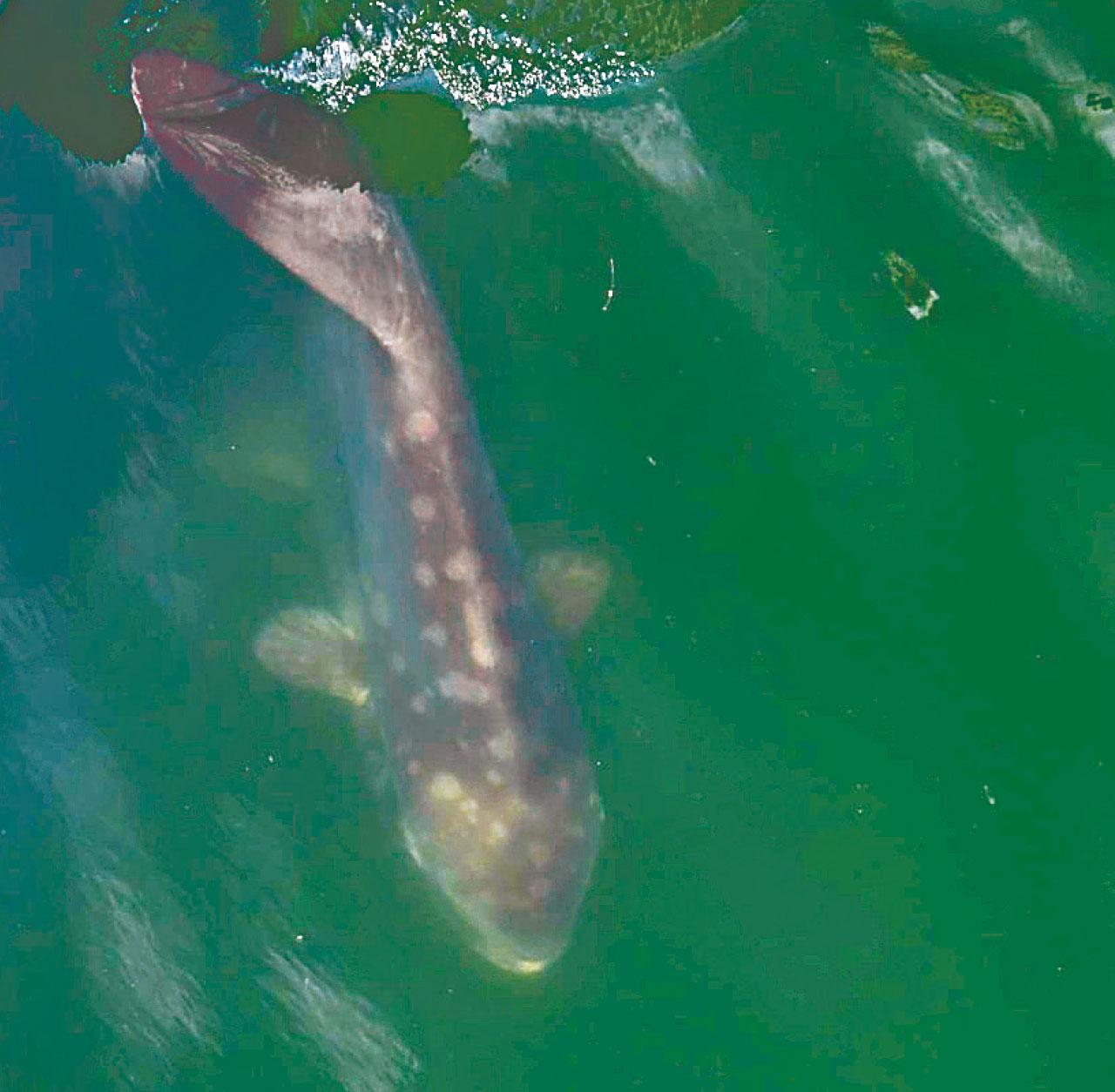 疑似鯊蹤|學名Mola mola成跌市象徵 翻車魚罕現屯門河