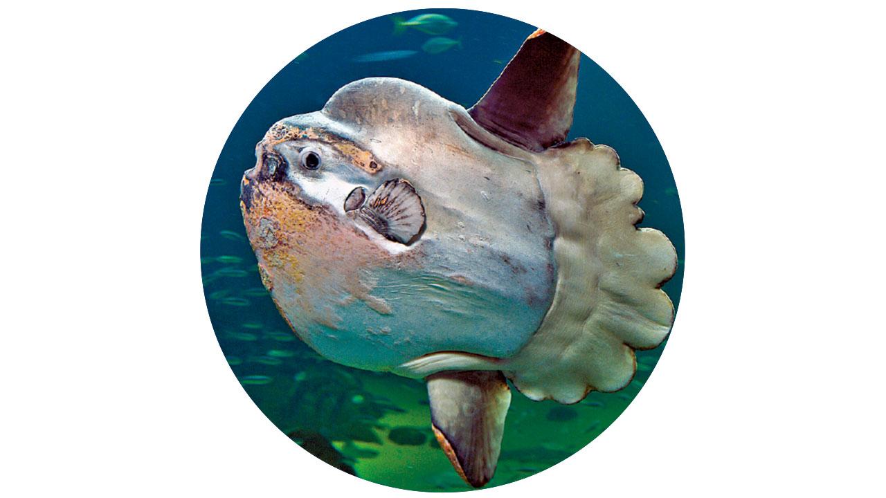 疑似鯊蹤|學名Mola mola成跌市象徵 翻車魚罕現屯門河