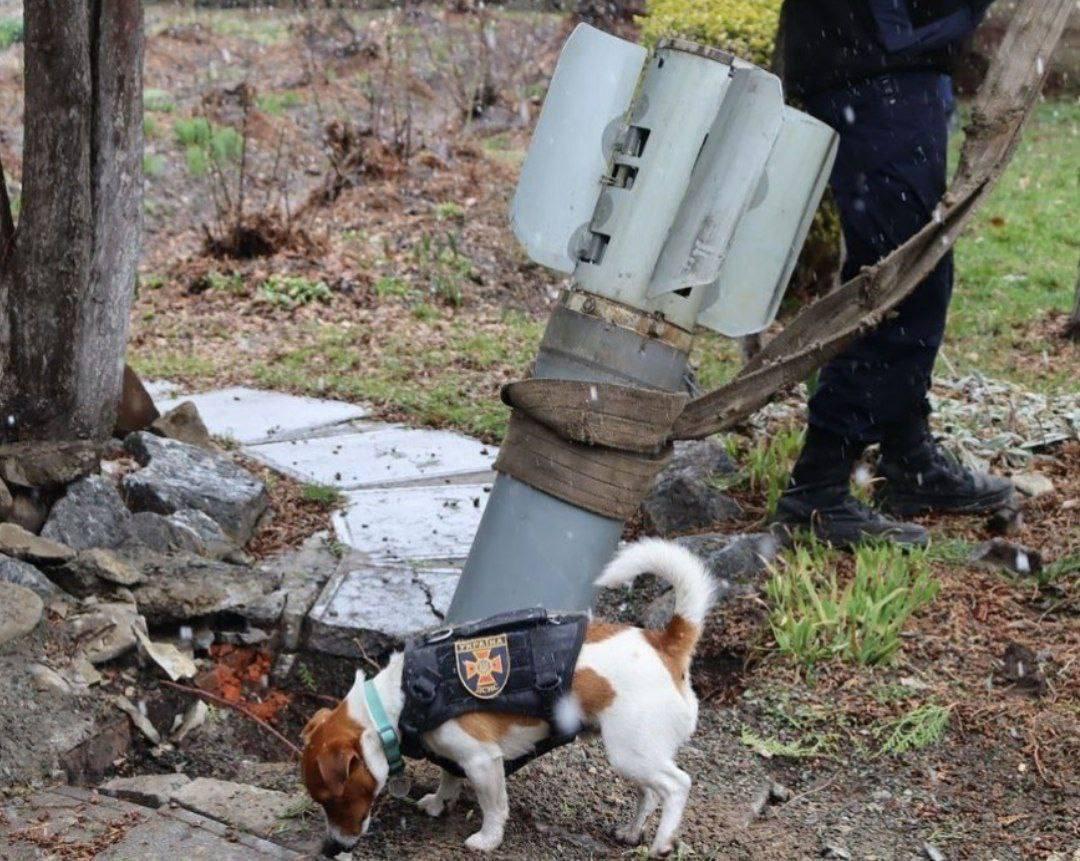 兩歲半大的積羅素犬Patron一直於北部城市切爾尼戈夫(Chernihiv)。(Twitter)