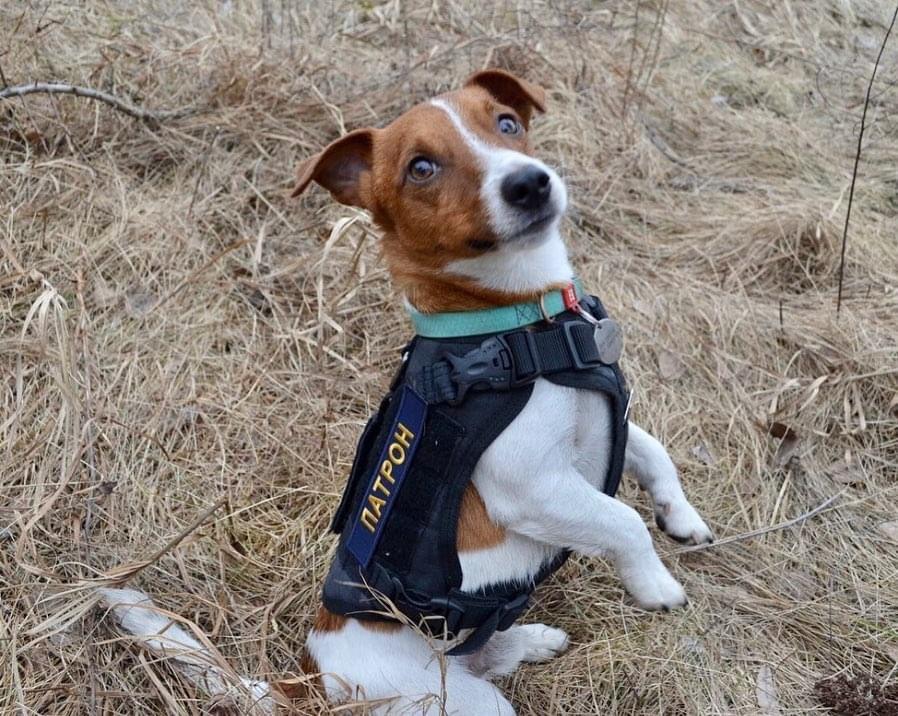 兩歲半大的積羅素犬Patron一直於北部城市切爾尼戈夫(Chernihiv)。(Twitter)