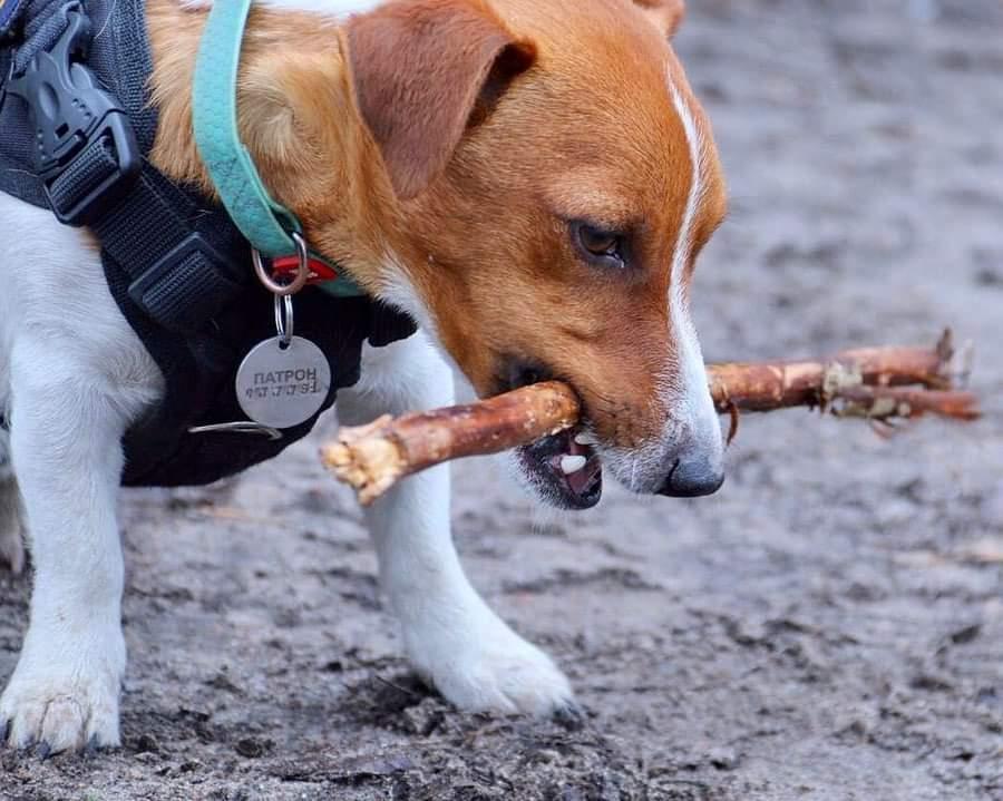 兩歲半大的積羅素犬Patron一直於北部城市切爾尼戈夫(Chernihiv)。(Twitter)