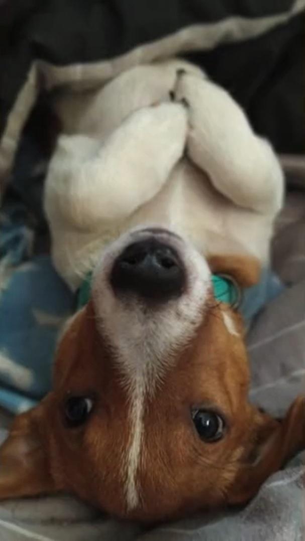 兩歲半大的積羅素犬Patron一直於北部城市切爾尼戈夫(Chernihiv)。(Twitter)