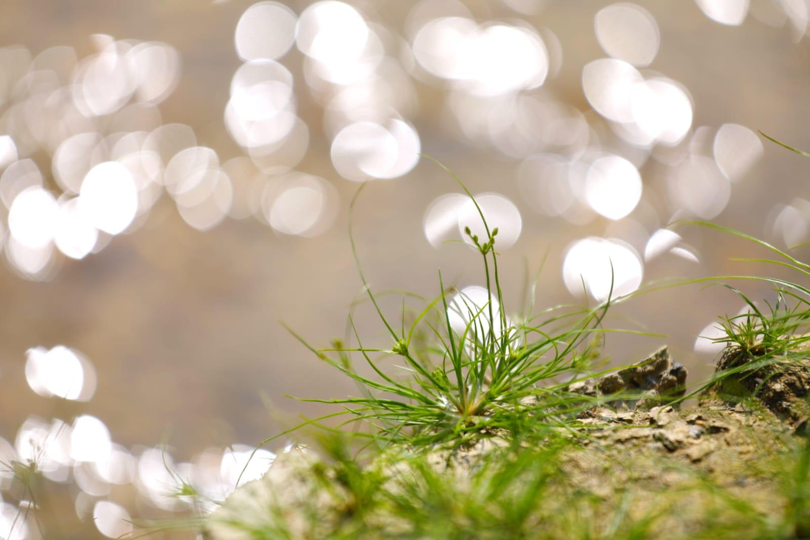 水務署, 下城門水塘