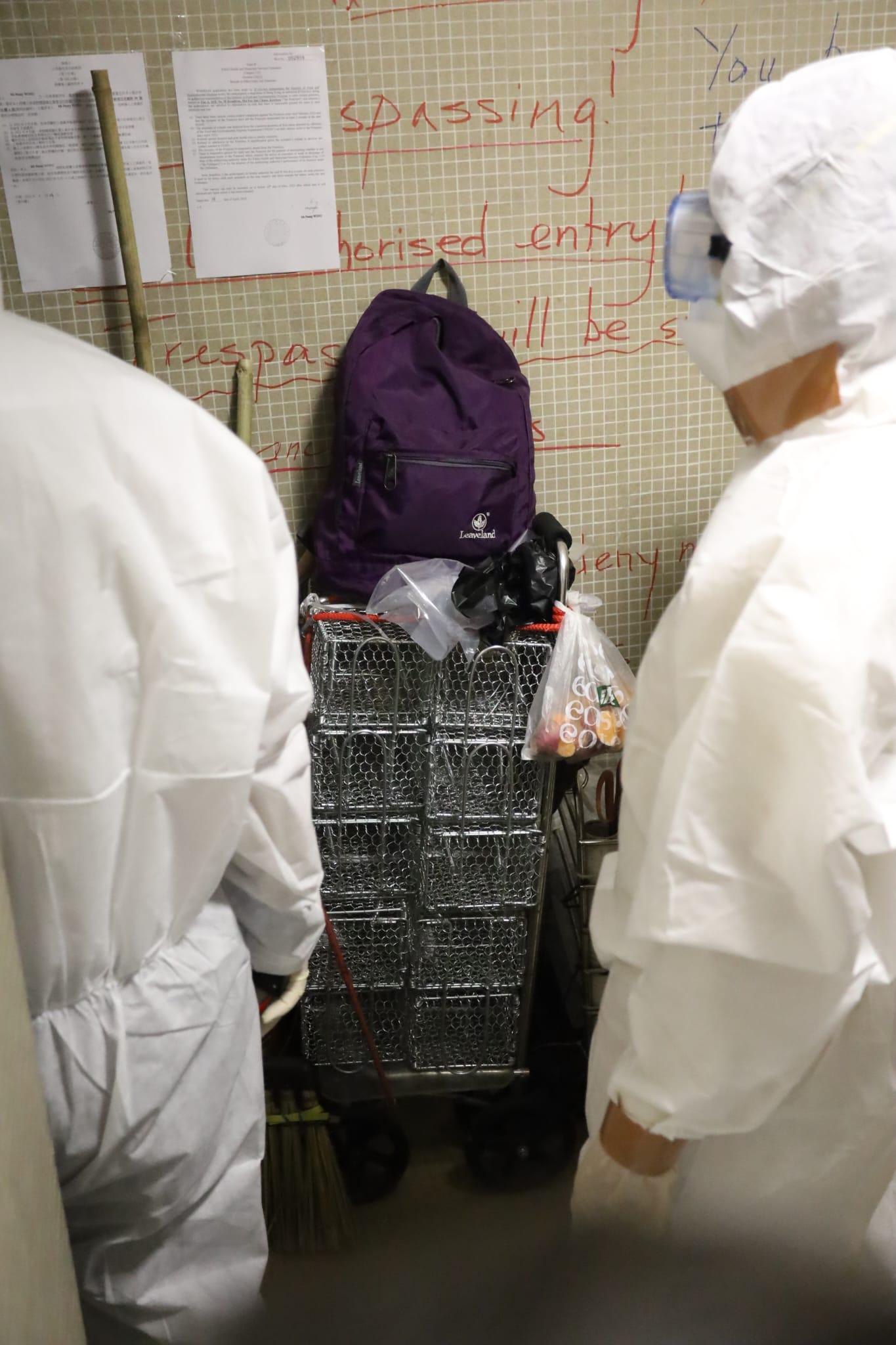 食環署, 美孚新邨, 滅鼠, 老鼠, 鼠患