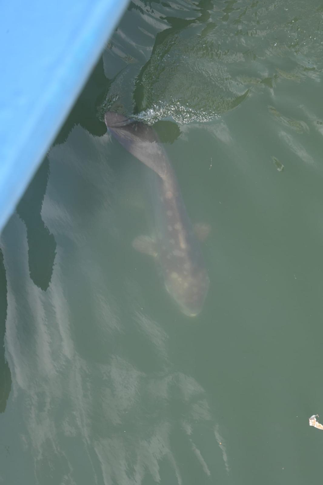 屯門現鯊蹤?警到場證實是......