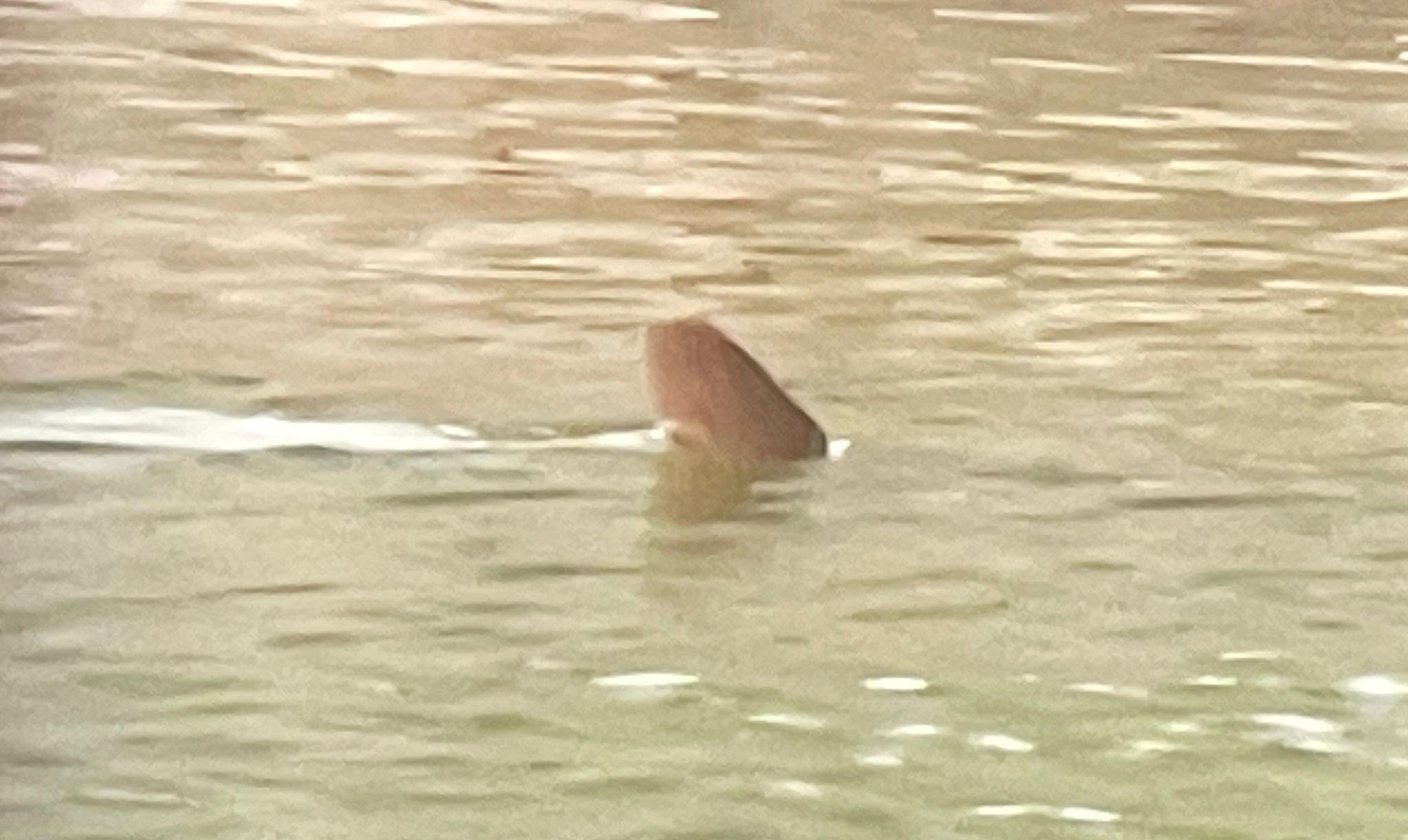 屯門現鯊蹤?警到場證實是海豚