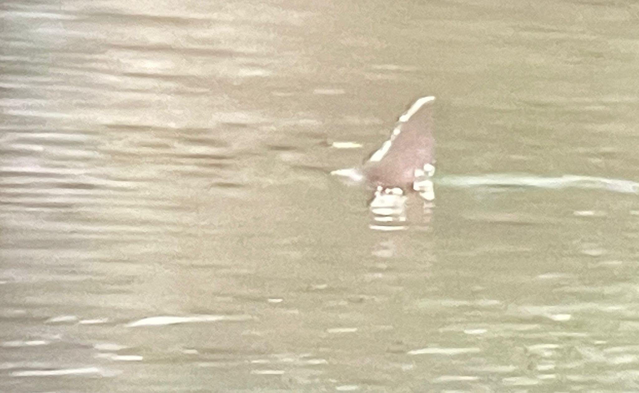 屯門現鯊蹤?警到場證實是海豚