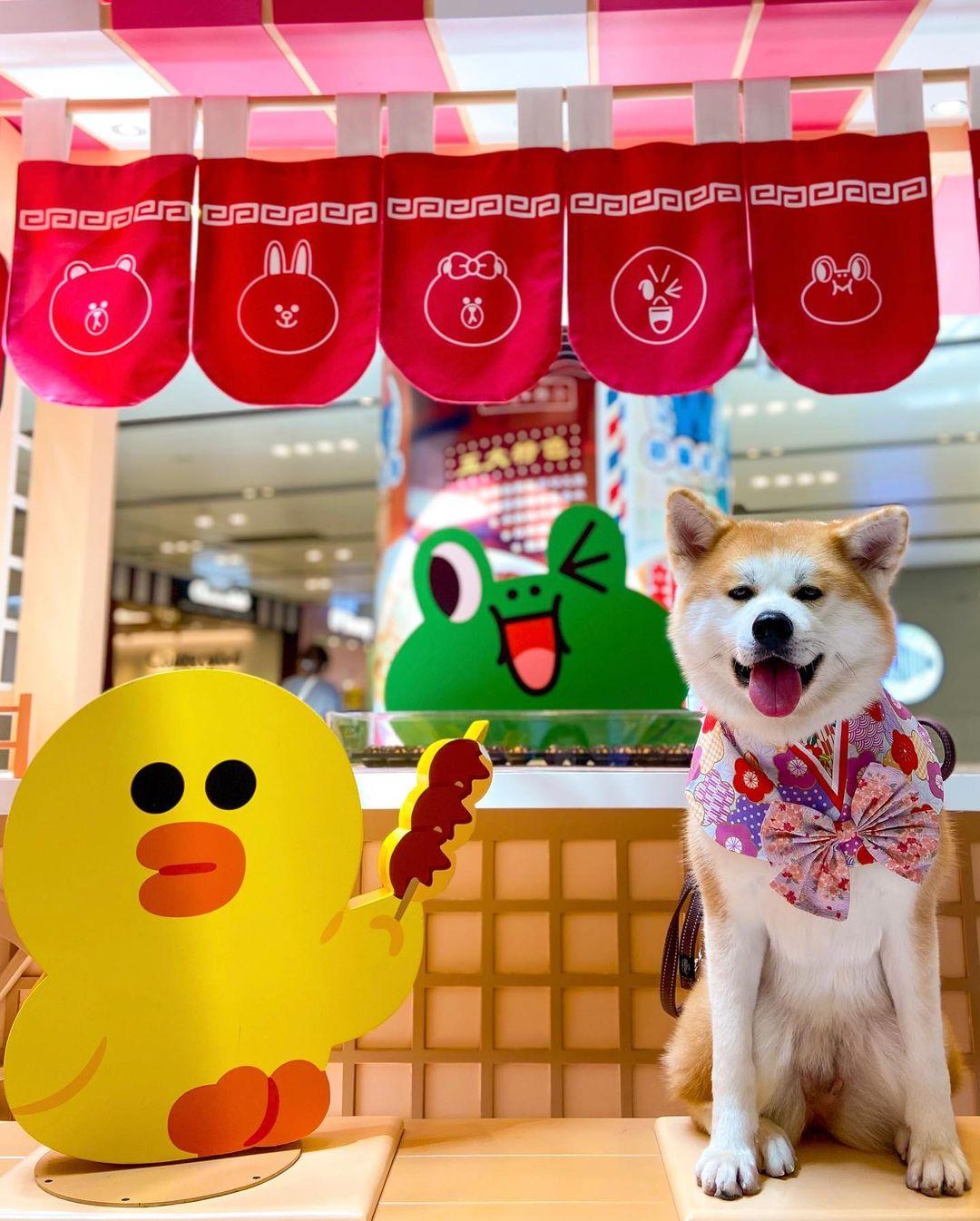 新蒲崗 Mikiki可讓狗狗在商場落地行走。(instagram @akitamomomo)