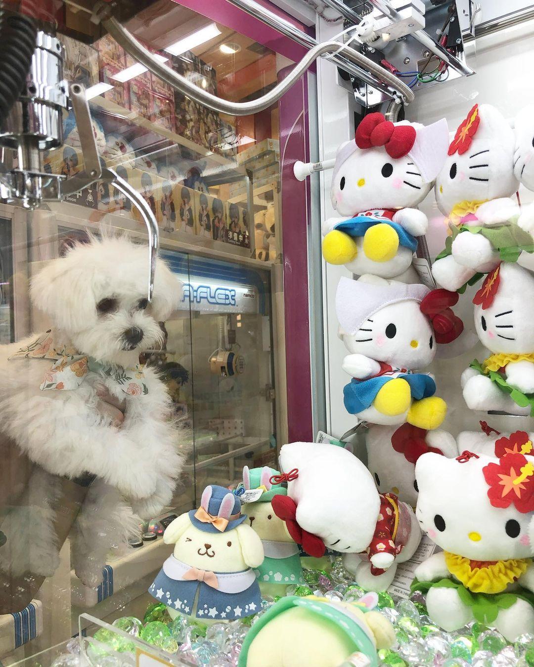 新蒲崗 Mikiki可讓狗狗在商場落地行走。(instagram @ar_lupp)