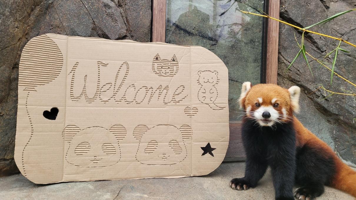 疫情|海洋公園下周四重開 身分證有2個數字即享半價起門票優惠