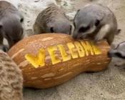 疫情|海洋公園下周四重開 身分證有2個數字即享半價起門票優惠