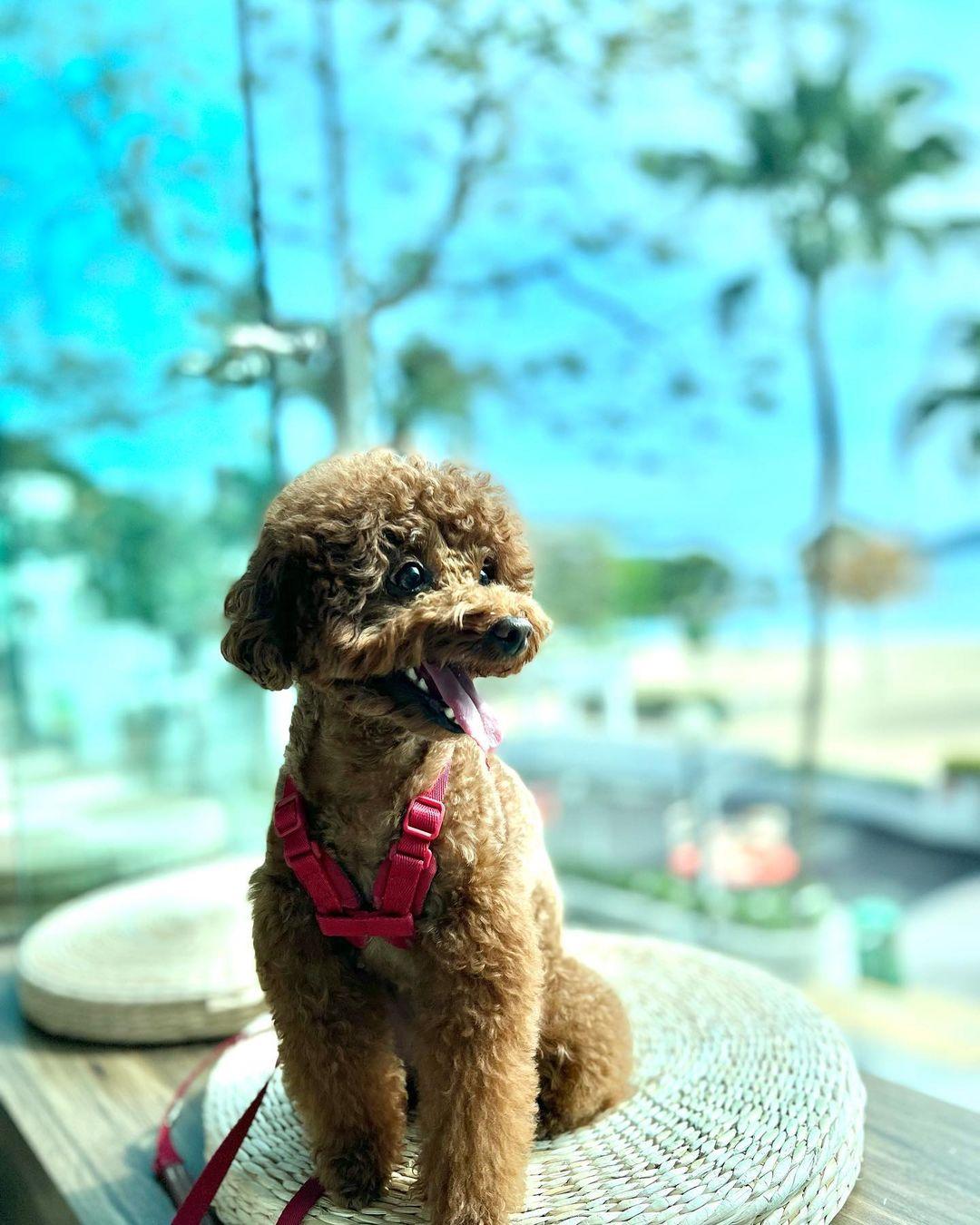 毛孩們可以隨意在商場落地行走(instagram @bear_bear_b_b)