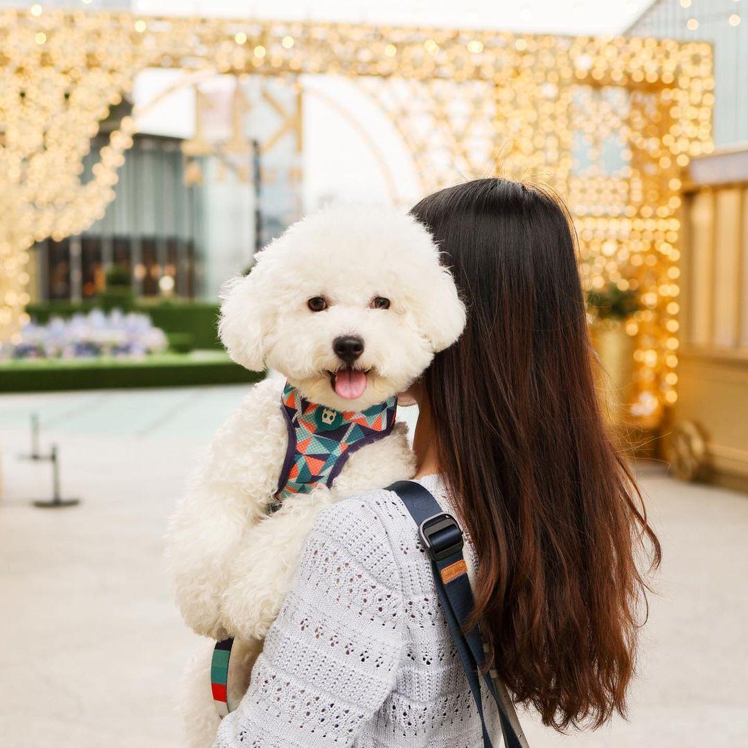 K11 Musea部分店舖亦歡迎寵物內進。(instagram @bichon_beibei_)