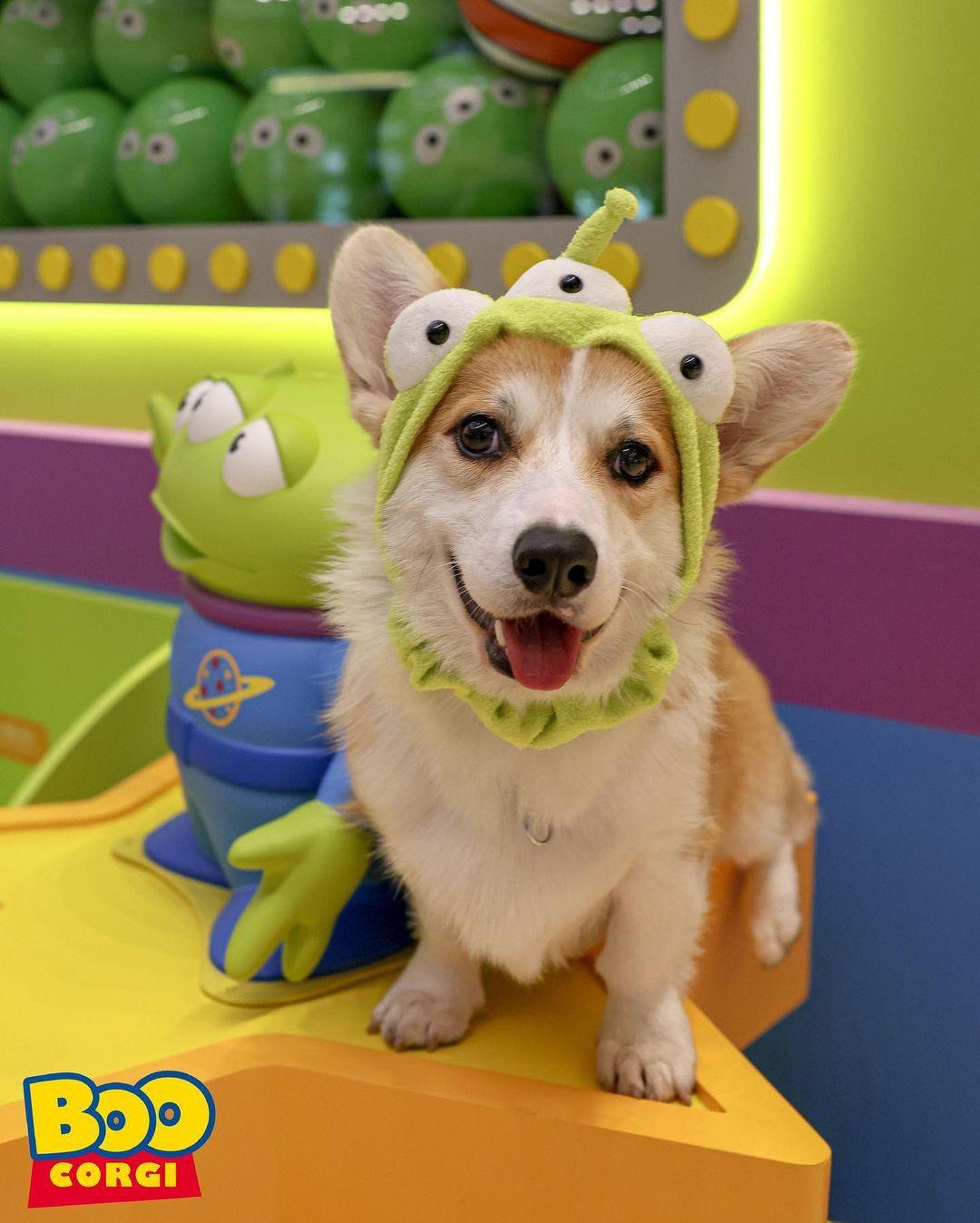 新蒲崗 Mikiki可讓狗狗在商場落地行走。(instagram @boocorgi)