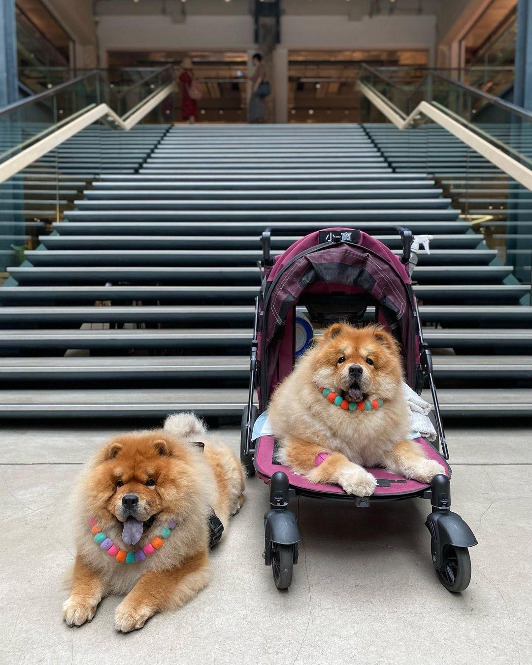 有大空地讓不同毛孩隨意奔跑。(instragram @croissant_1122)