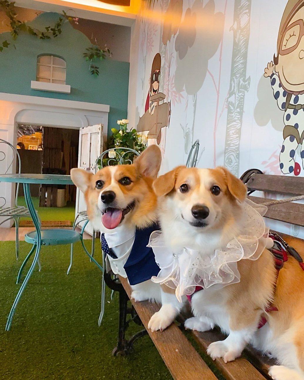 毛孩們可以隨意在商場落地行走(instagram @corgi_thecowsfamily)