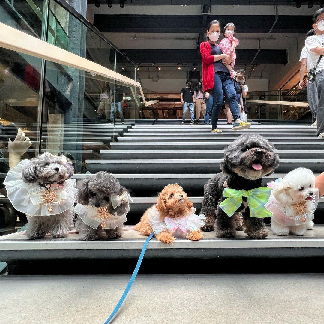 有大空地讓不同毛孩隨意奔跑。(instragram @croissant_1122)