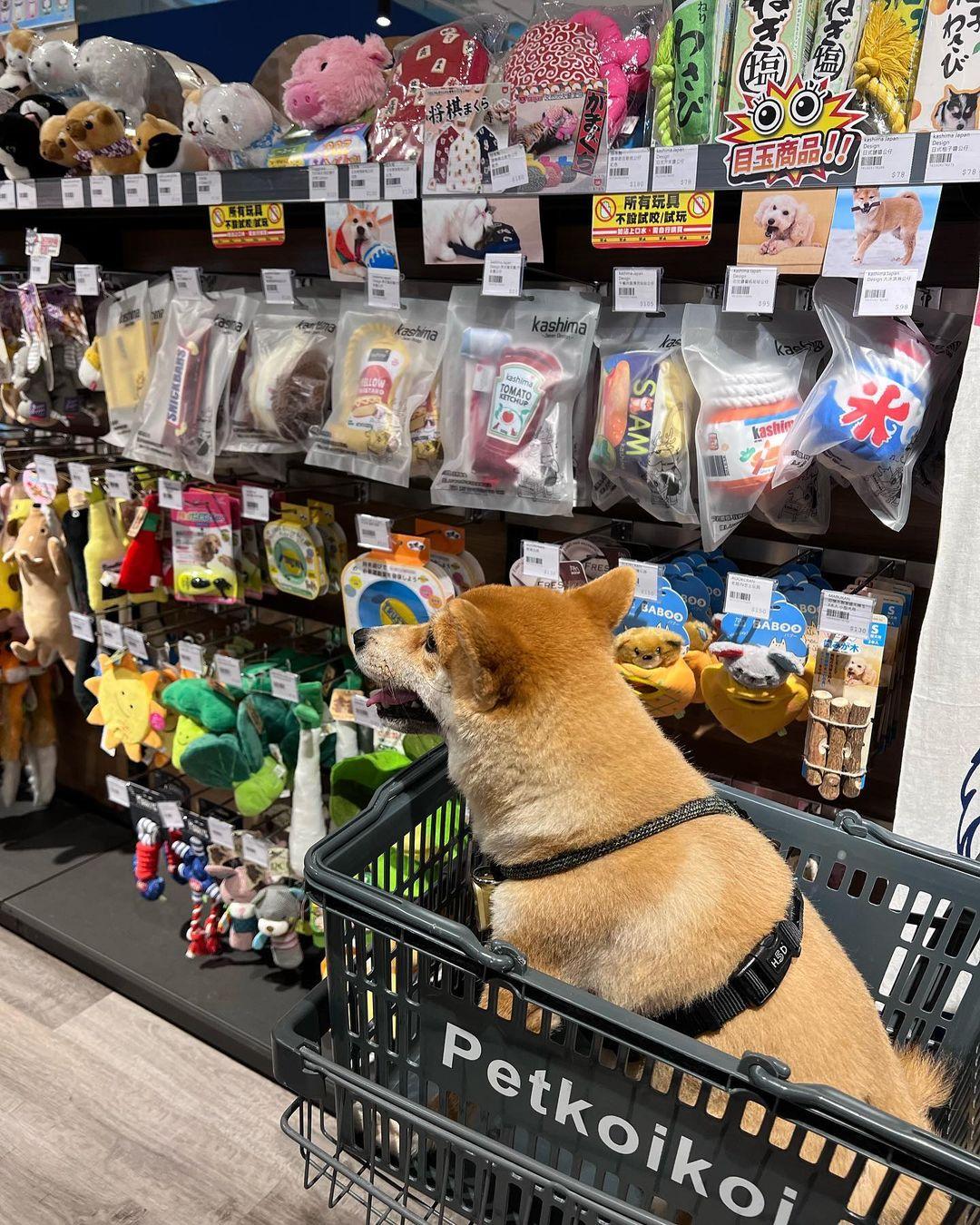 位於荔枝角的D2 Place同樣歡迎寵物進場,不過寵物不準落地。 (instagram @daudaushibagirl)