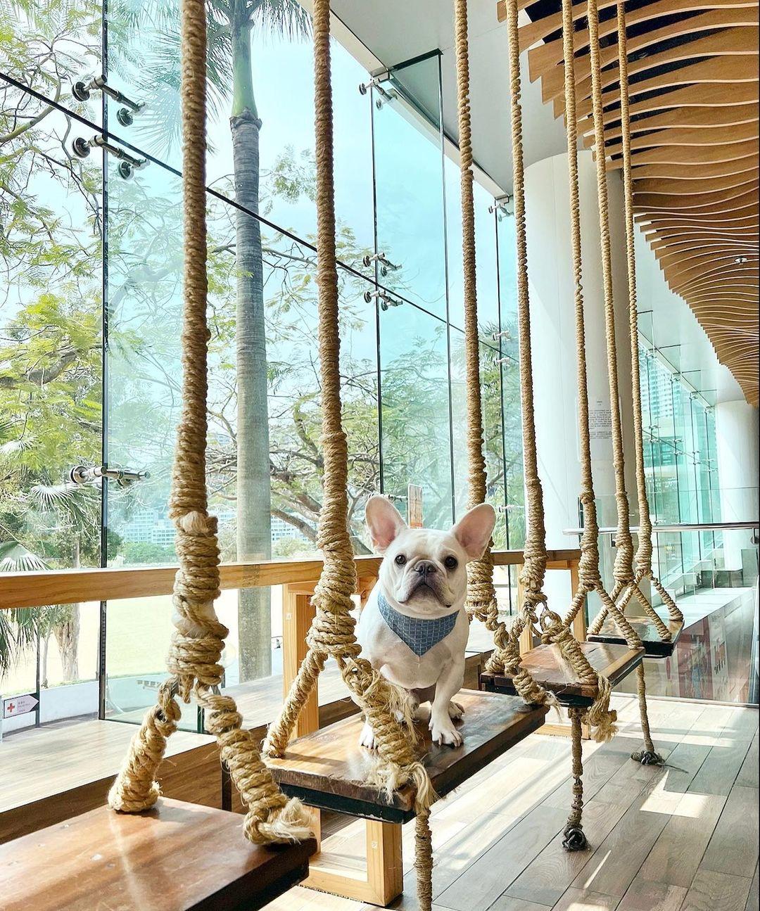 毛孩專用遊樂場。(instagram @denggoh.the_.frenchie)