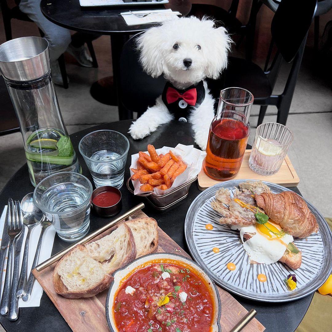 場內有不少寵物餐廳可讓毛孩們一起用餐。(instagram @dirty.bichonfrise)