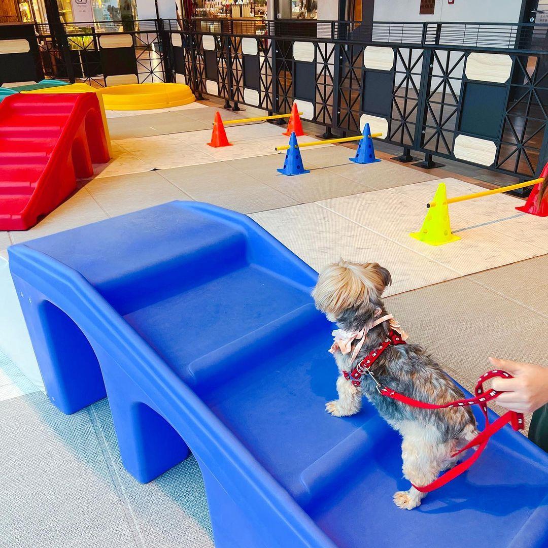 毛孩專用遊樂場。(instagram @dongdong.yorkie)