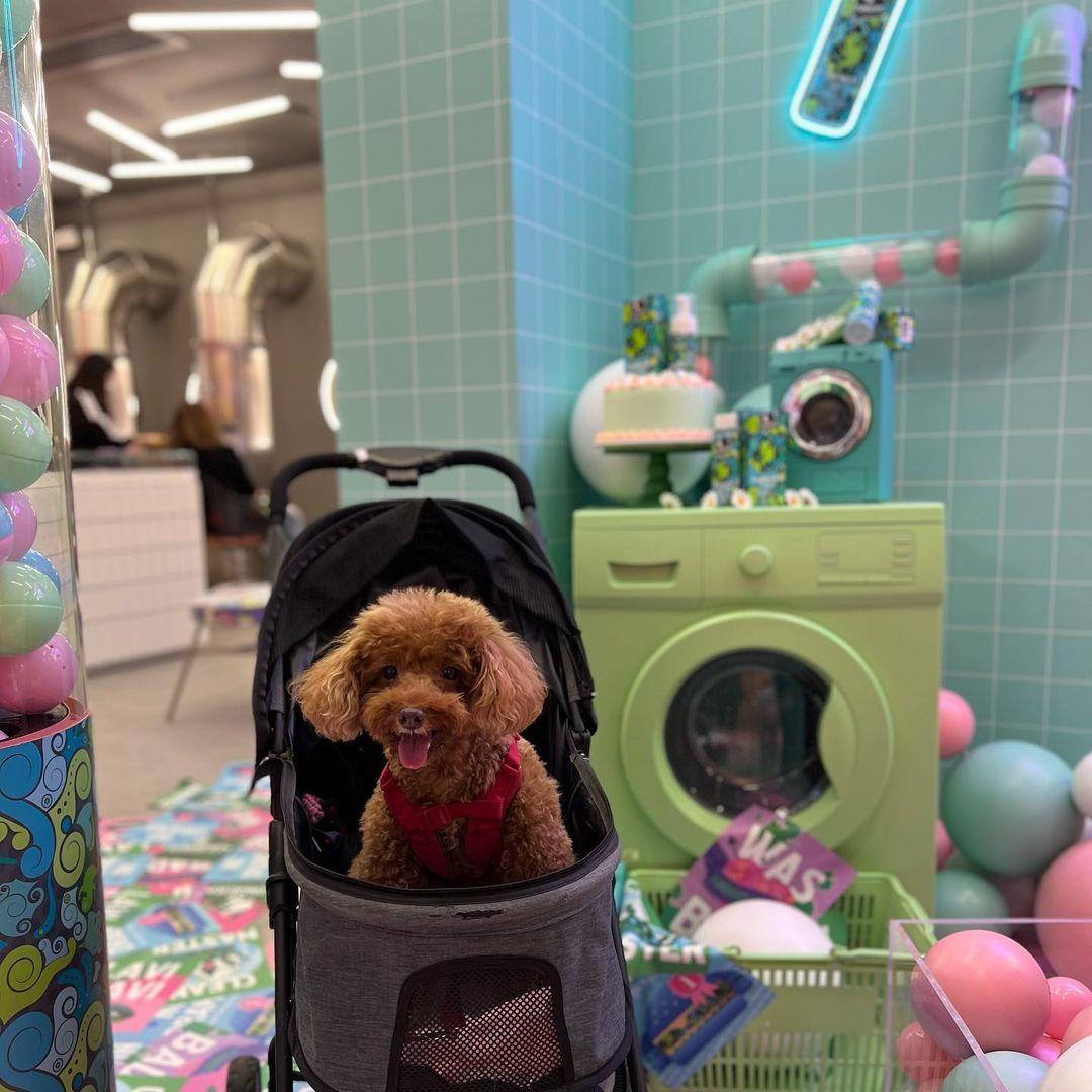 K11 Musea部分店舖亦歡迎寵物內進。(instagram @fayefayedog)