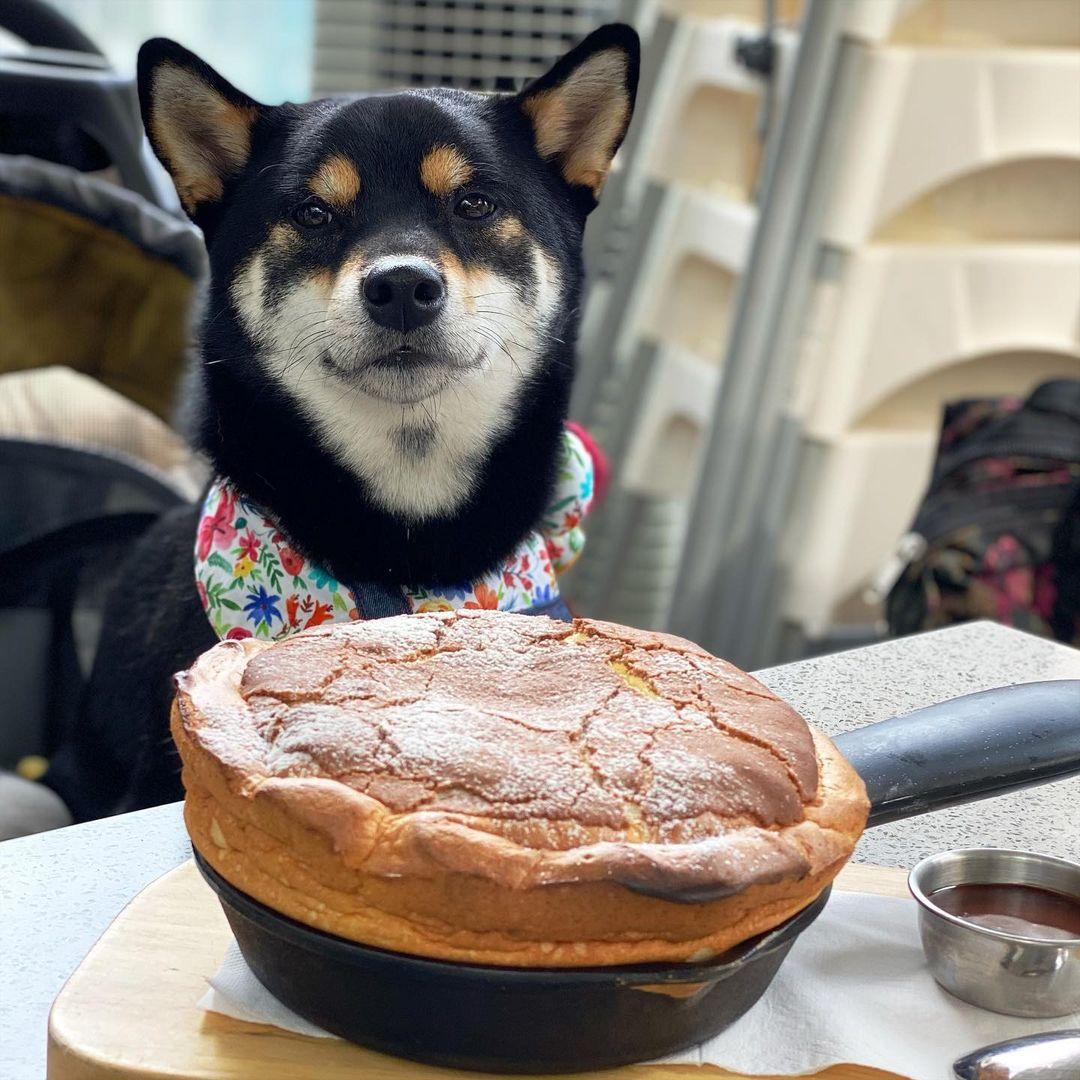 K11 Musea部分店舖亦歡迎寵物內進。(instagram @genki_taro_0801)