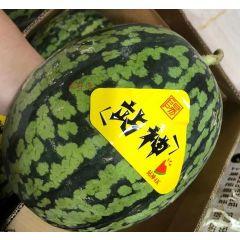 中國站神西瓜6裝1個 $90