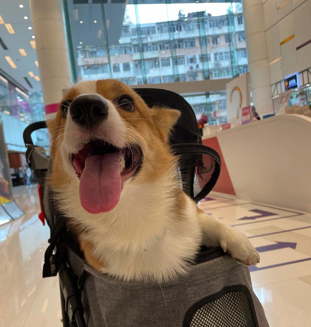 新蒲崗 Mikiki同樣可租用約寵物車。(instagram @hereismido)