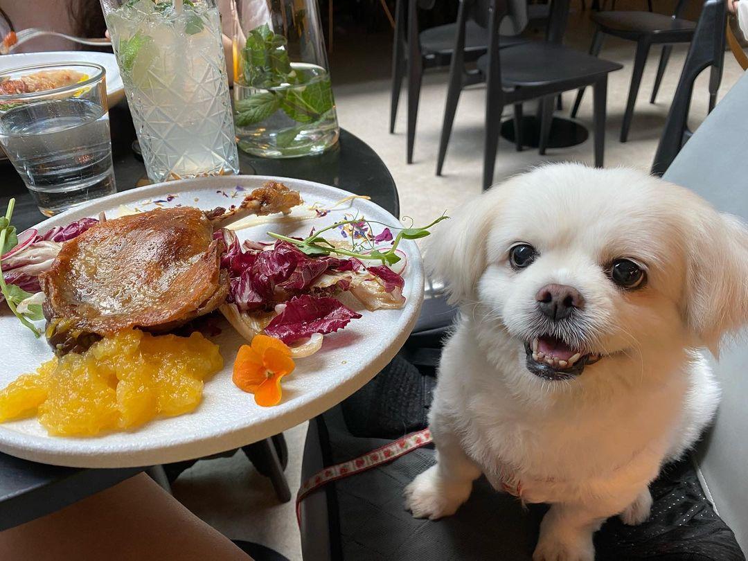 場內有不少寵物餐廳可讓毛孩們一起用餐。(instagram @kitty_kkchan)