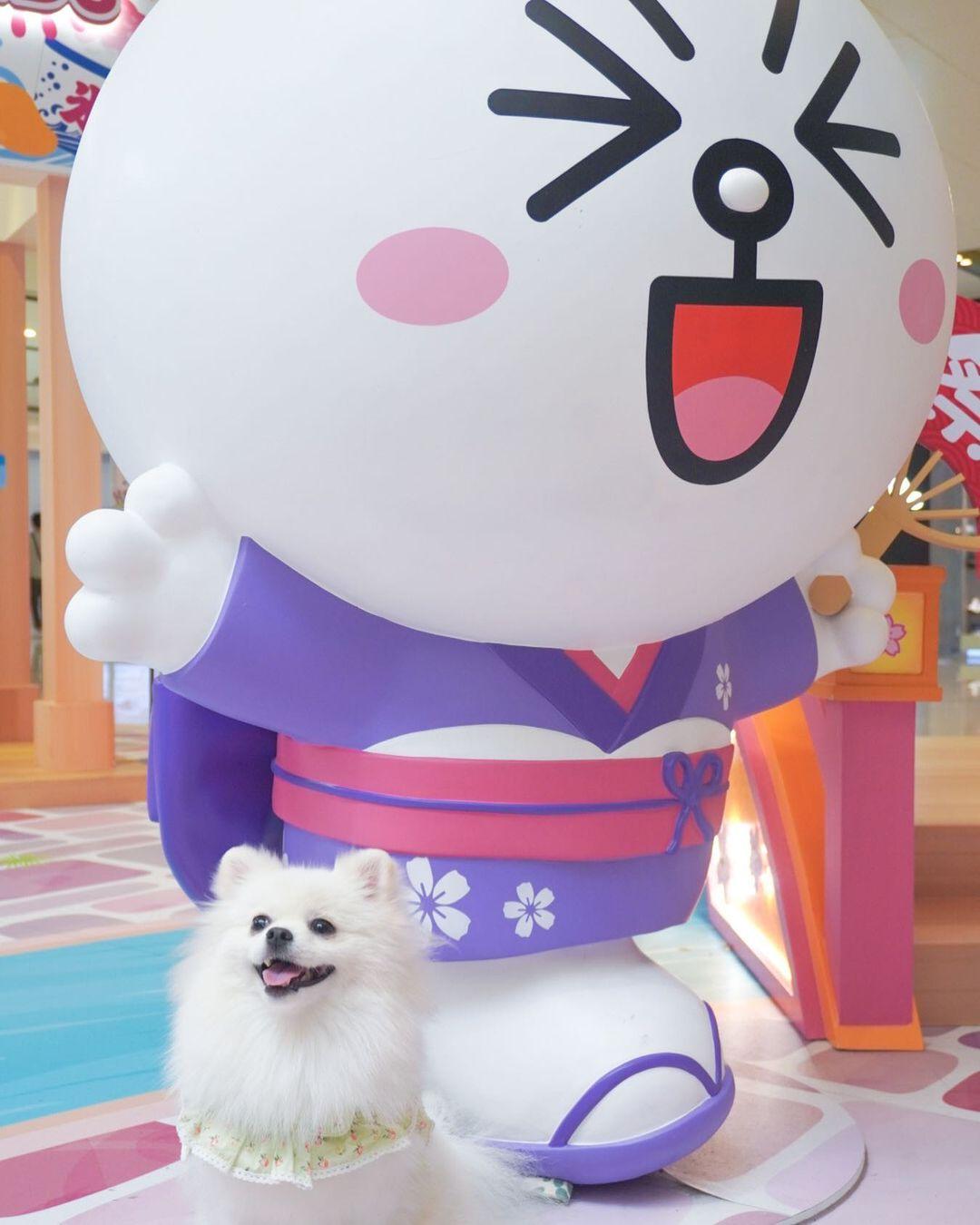 新蒲崗 Mikiki可讓狗狗在商場落地行走。(instagram @lala_pompom05)