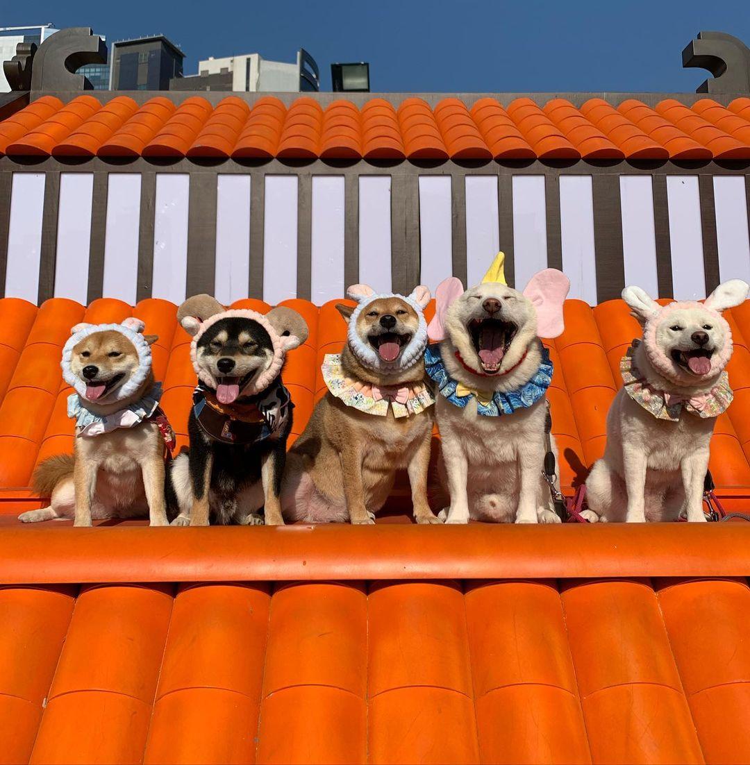 主人更可以帶毛孩到天台花園的「寵物共享」休憩空間。 (instagram @luke.babylulu_.shibaaa)