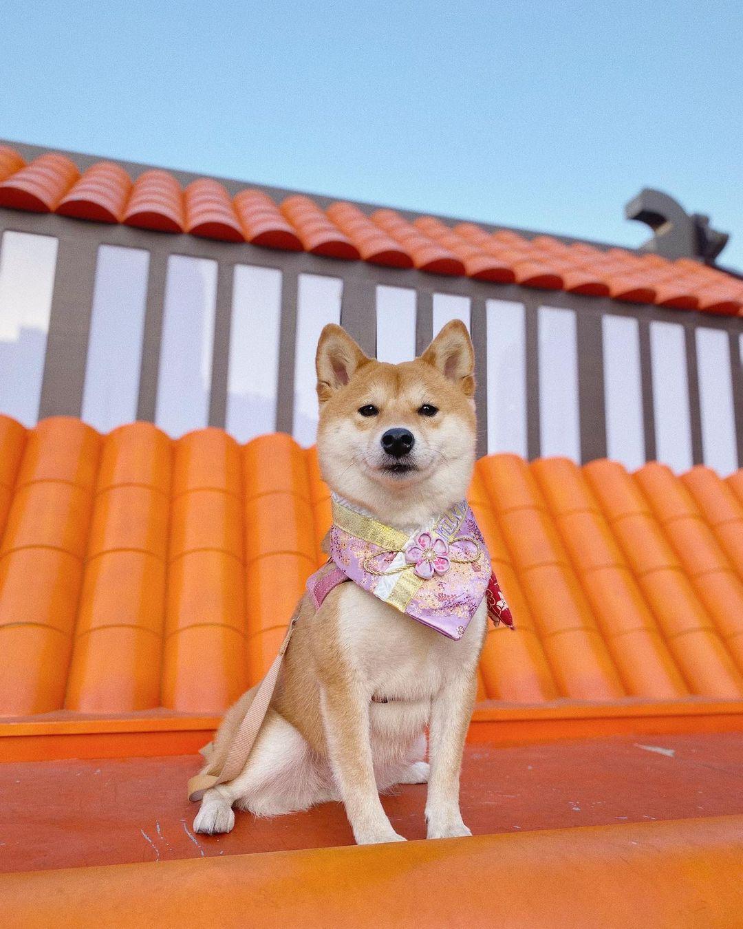 主人更可以帶毛孩到天台花園的「寵物共享」休憩空間。 (instagram @milktea.shibaaa)