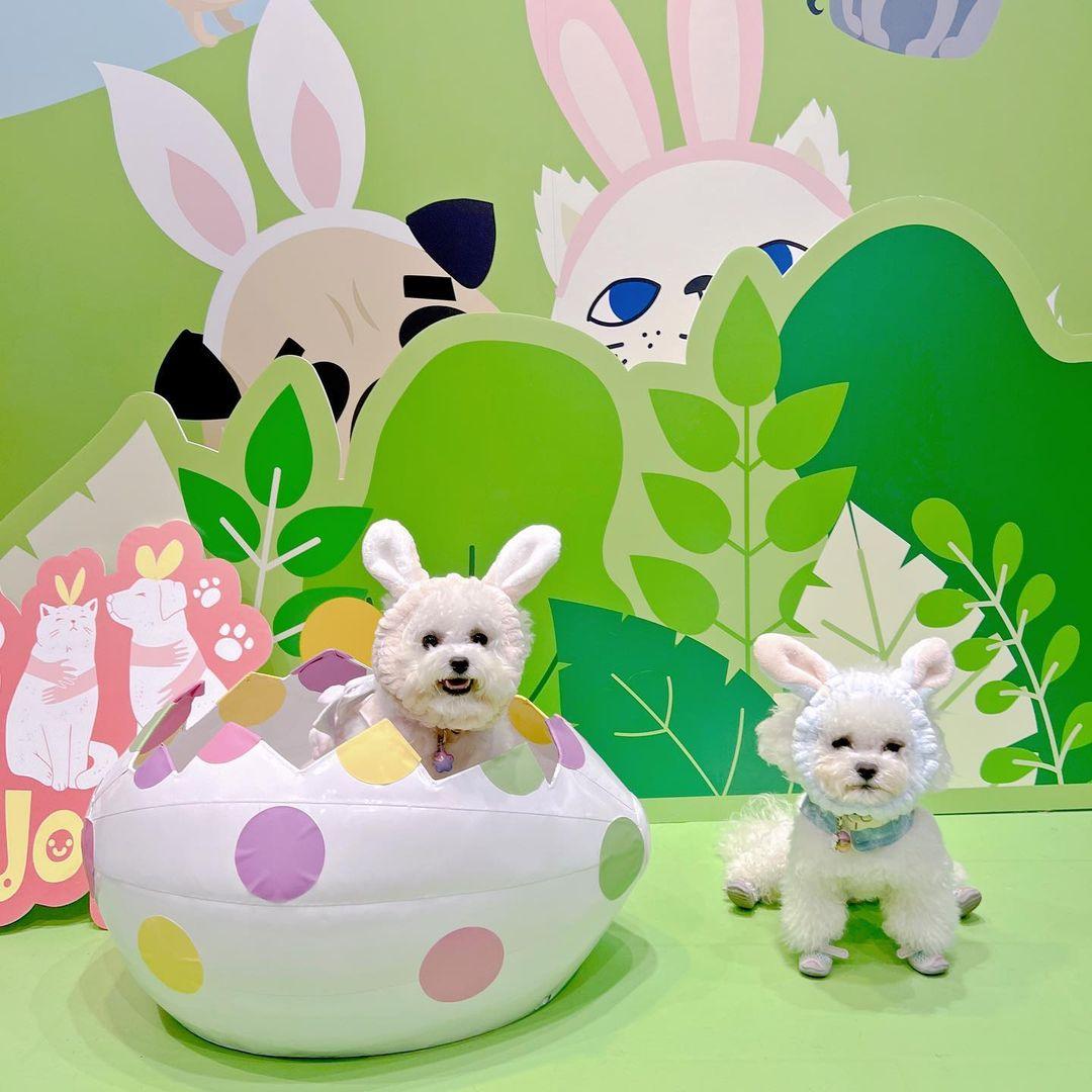 商場不時設打卡位,讓毛孩們可以與主子留下美好回憶。 (instagram @minibichon_gote.gaeta_)