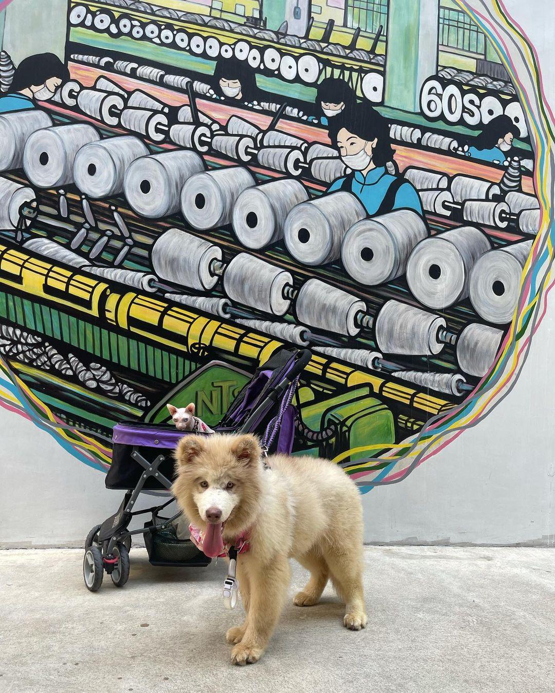南豐紗廠是寵物與主人的聚腳地。 (instragram @mr.midnight.cat_)