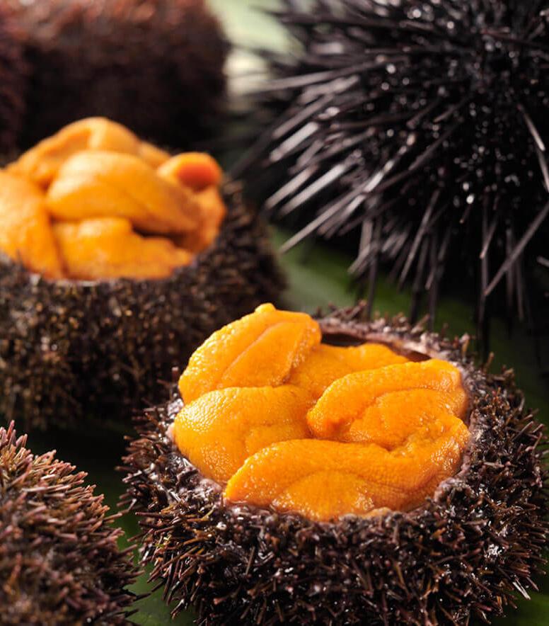 所謂的海膽肉,其實是由海膽卵、海膽籽、海膽黃和海膽膏所組成。(網絡圖片)