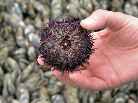 海膽是棘皮動物。(網絡圖片)