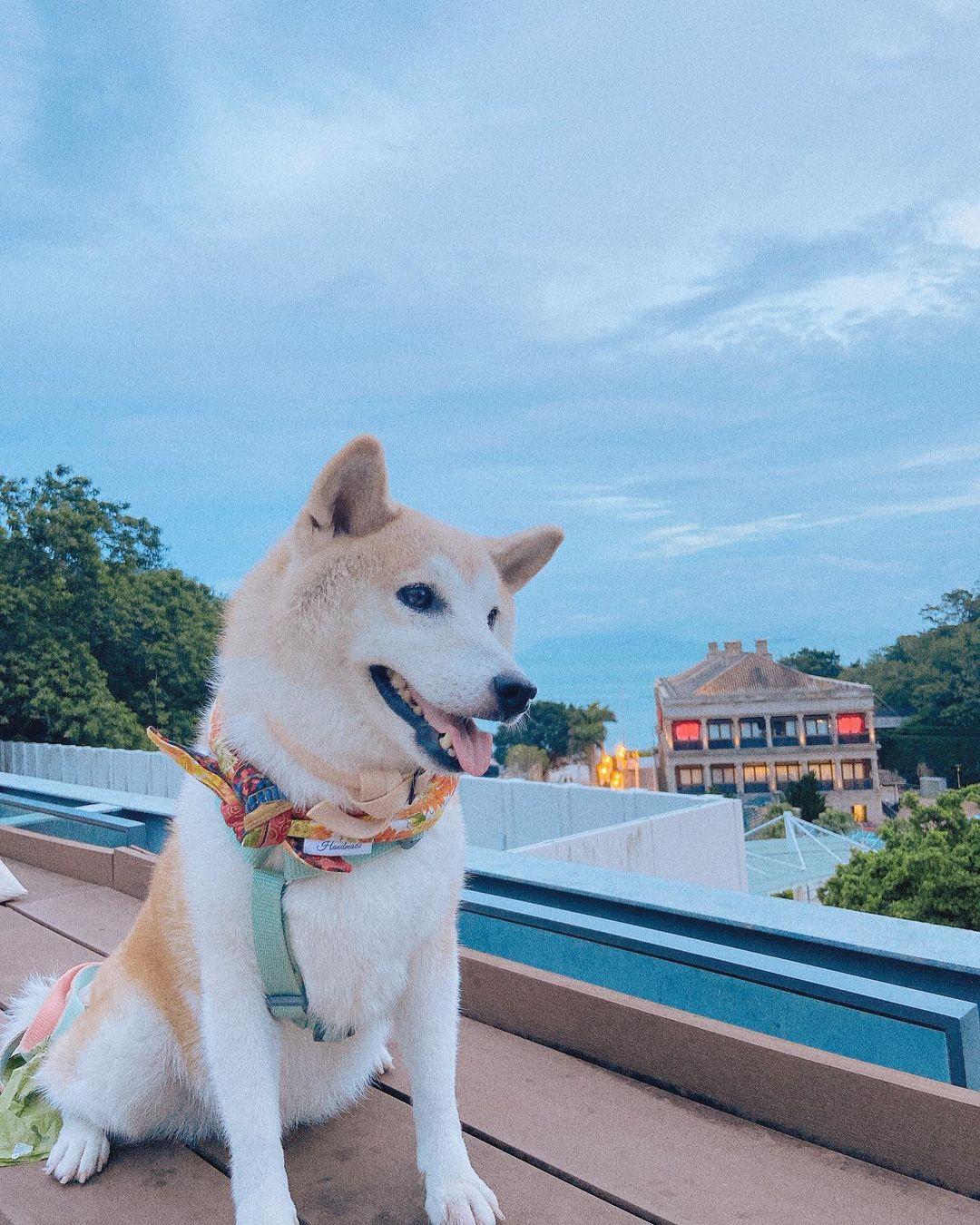 赤柱廣場容許狗狗於商場落地行走 (instagram @shiba.ebii_)