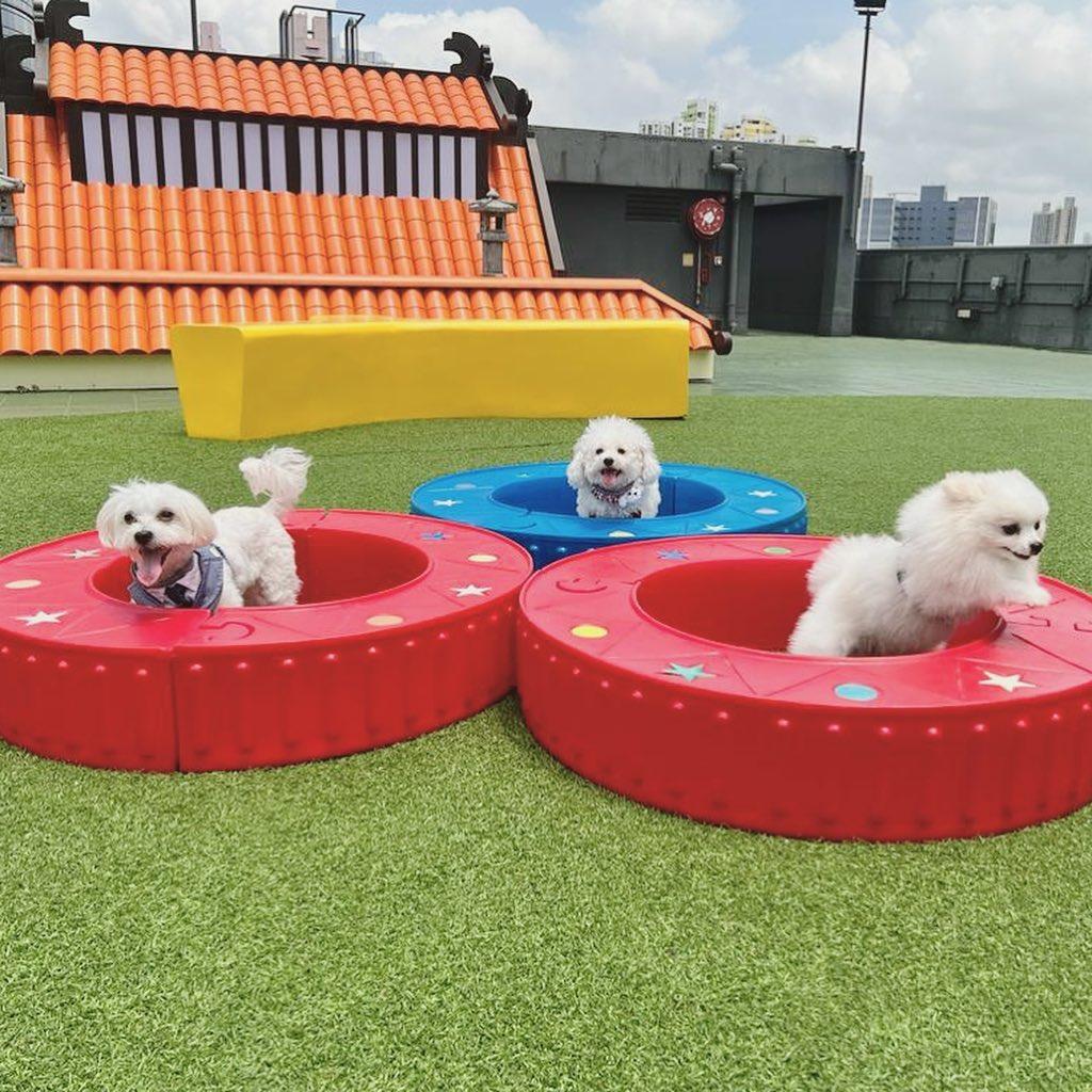 主人更可以帶毛孩到天台花園的「寵物共享」休憩空間。 (instagram @siuyuen_siuyuk)