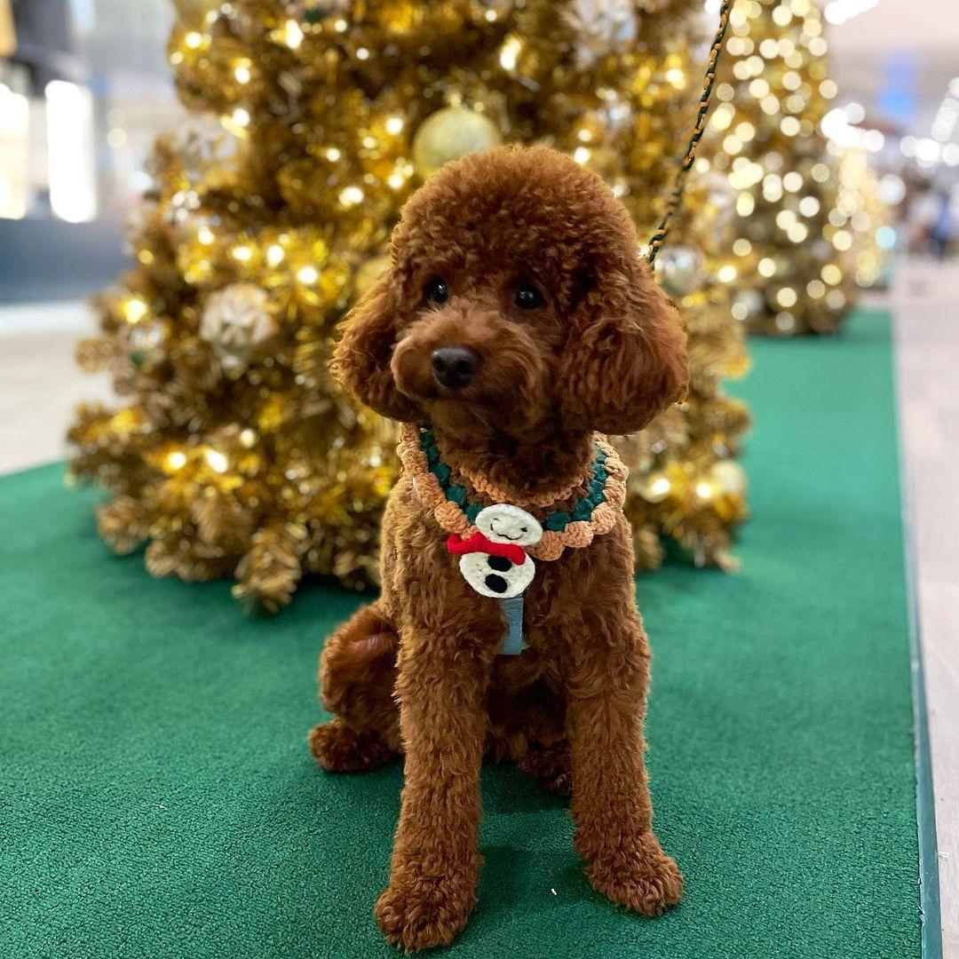 K11 Musea部分店舖亦歡迎寵物內進。(instagram @taihung_magu)