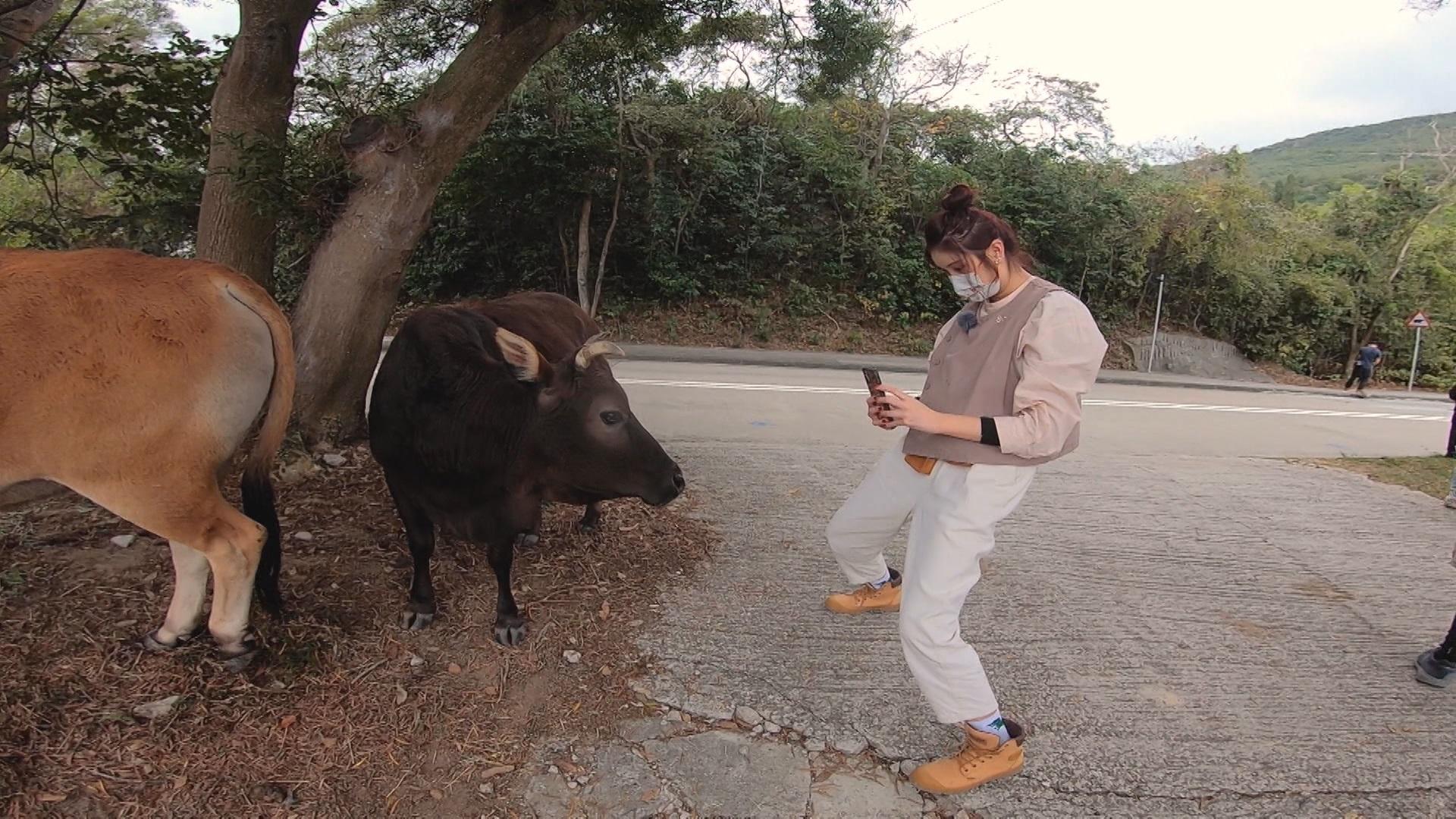 Shirley餵牛不忘打卡。