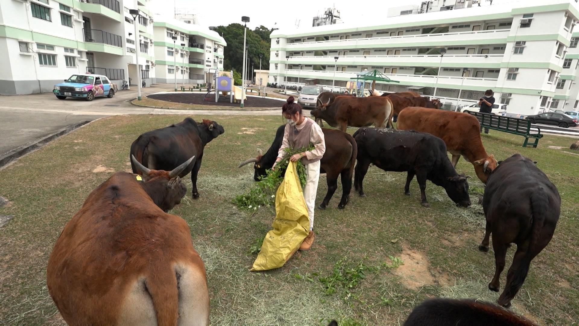 被群牛包圍,和平共處。