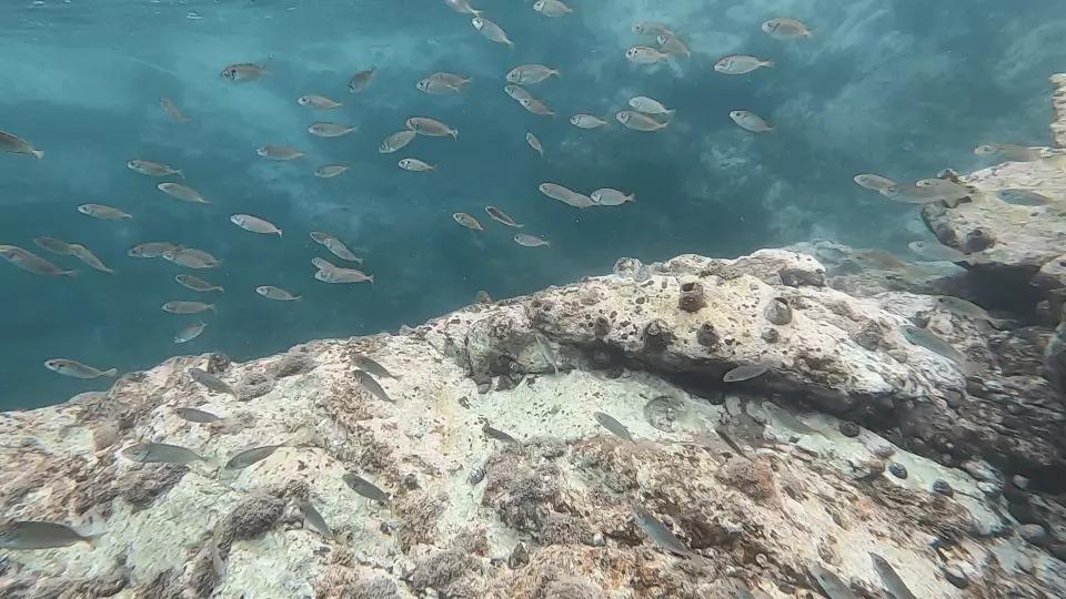 一同關心海洋生態,了解海洋知識,與您探索白腊海洋的色彩繽紛!