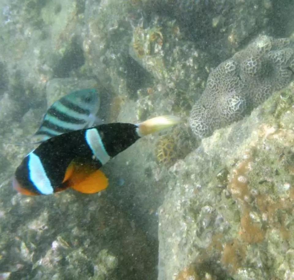 與海洋生物及百多種珊瑚魚來一次親密接觸!