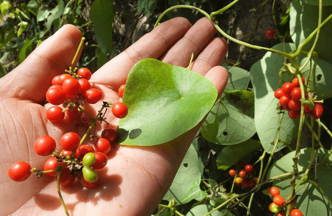 千金藤成為抑制新冠病毒的新希望。(互聯網)
