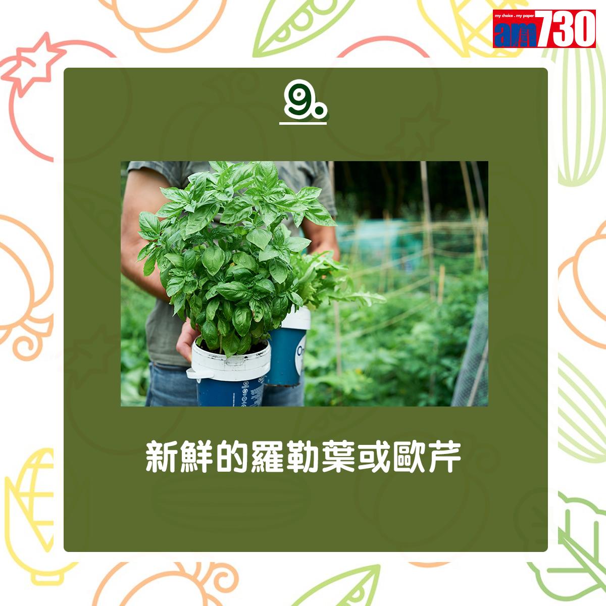 新鮮的羅勒葉或歐芹